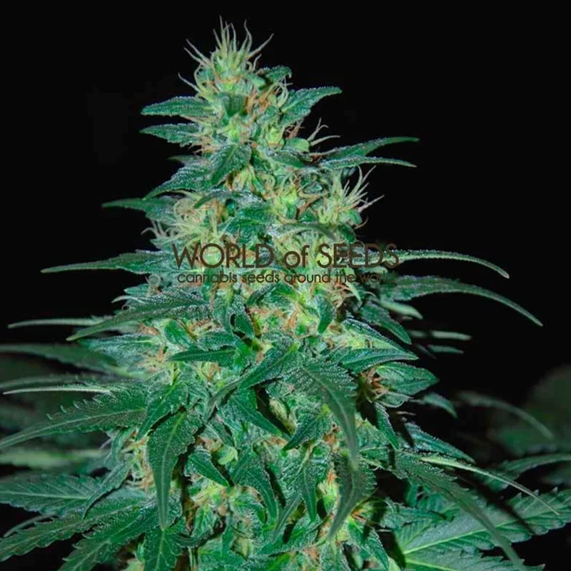 saltonverde2792052