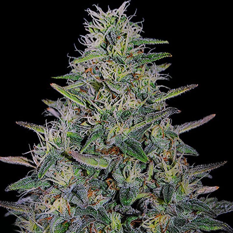 saltonverde2792470