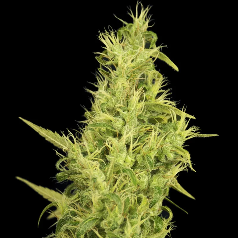 saltonverde2792485