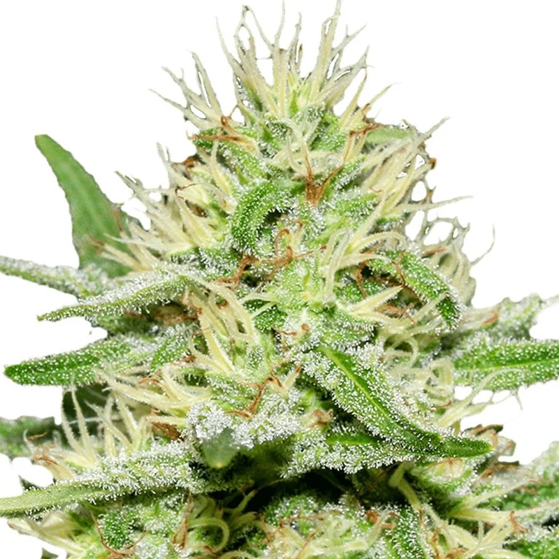 saltonverde2792541