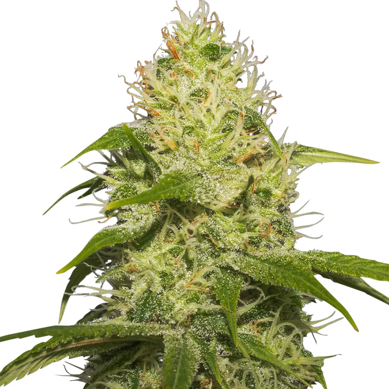 saltonverde2792609