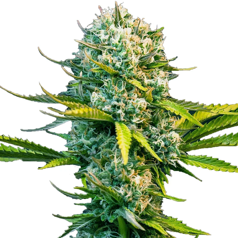 saltonverde2792648