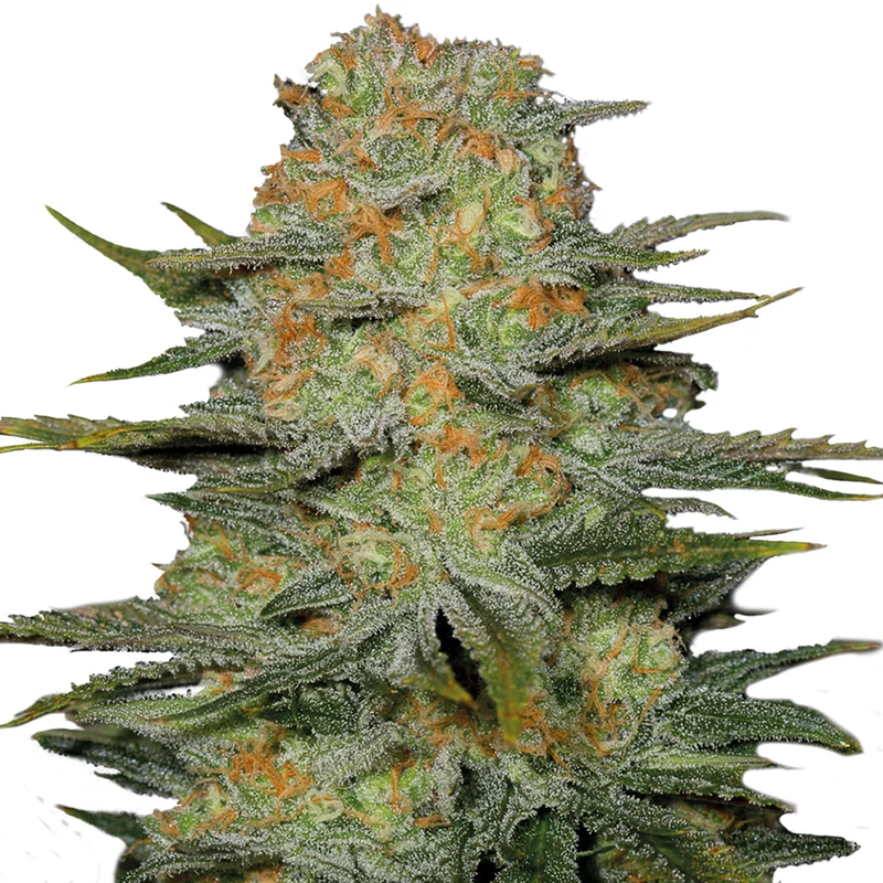 saltonverde2792661