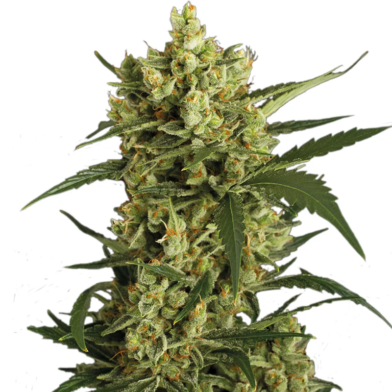 saltonverde2792706