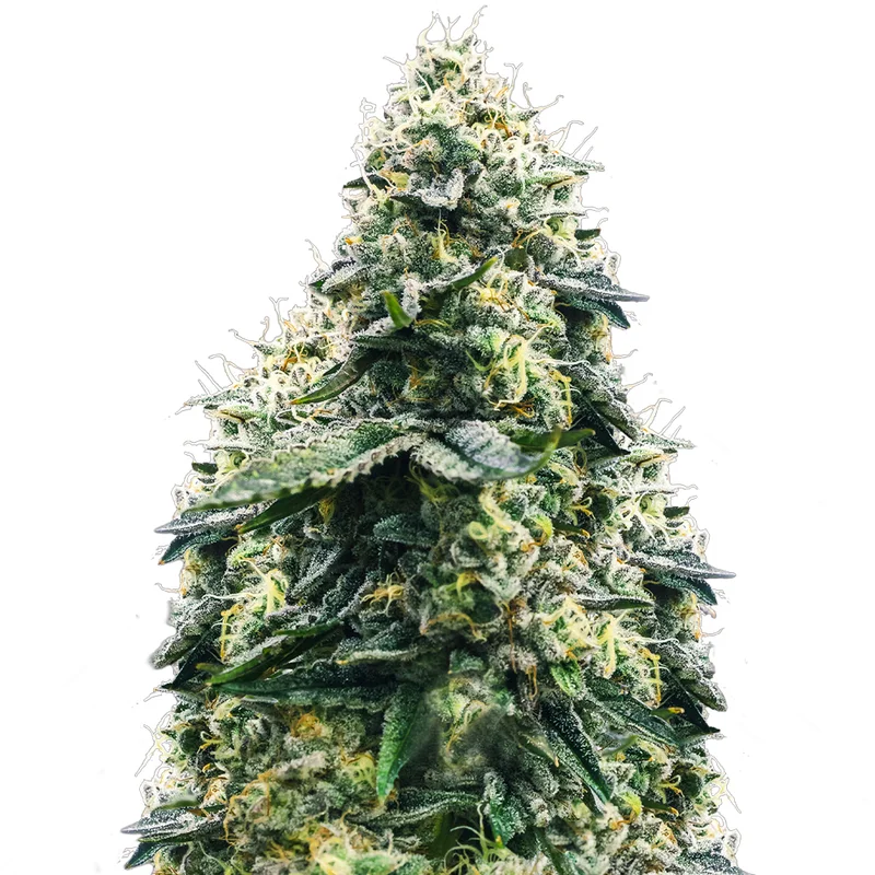 saltonverde2792742