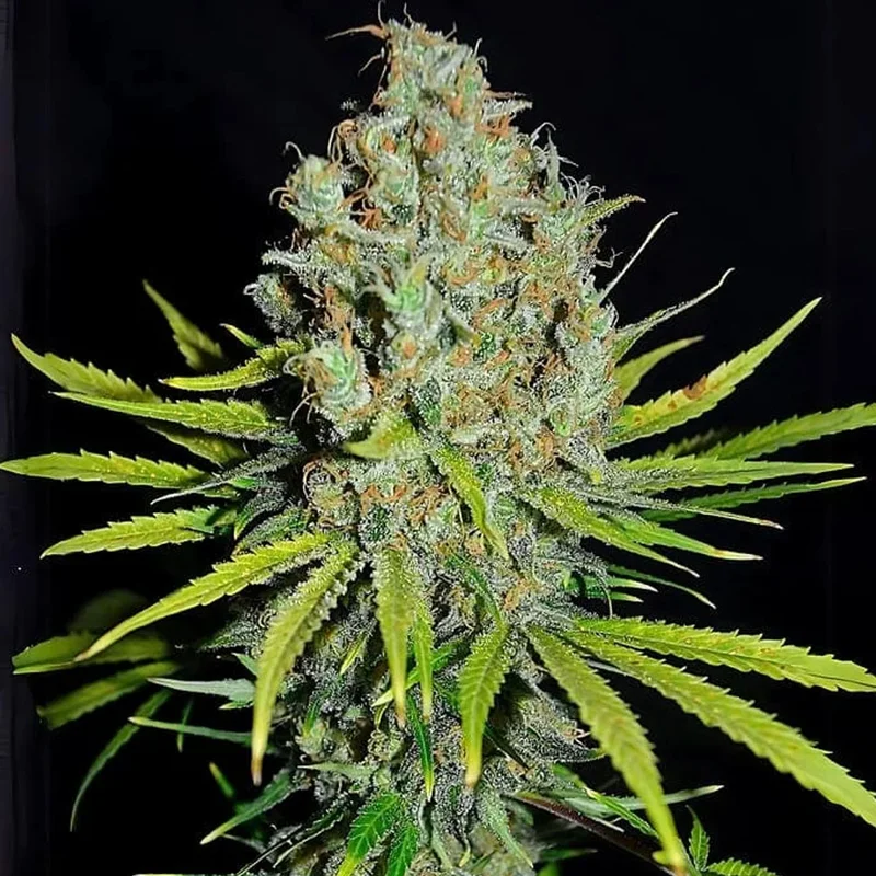 saltonverde2793480