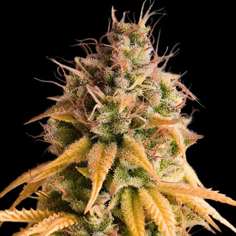 saltonverde2793524