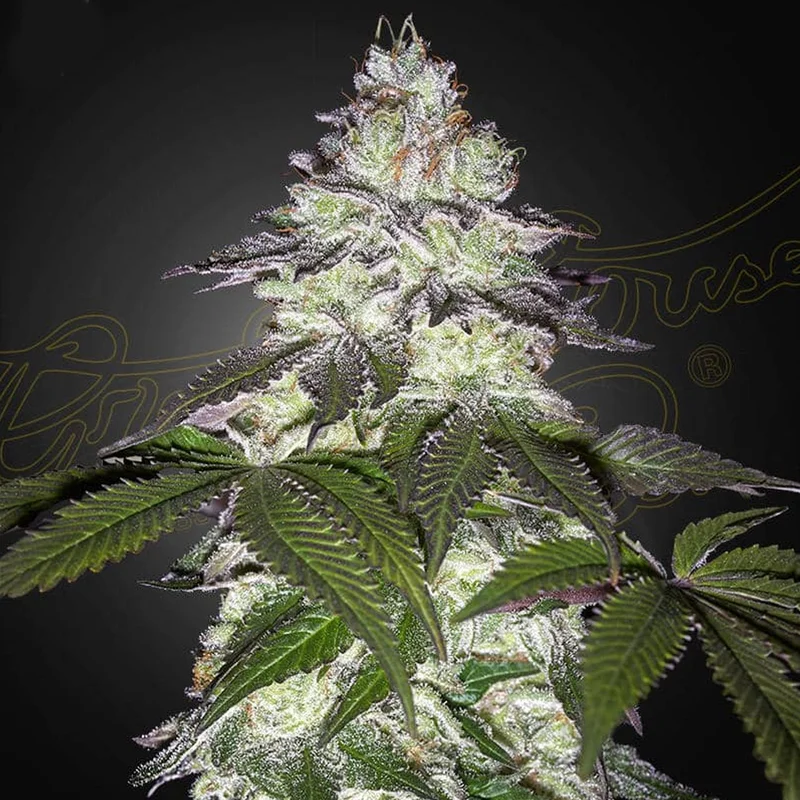saltonverde2793890