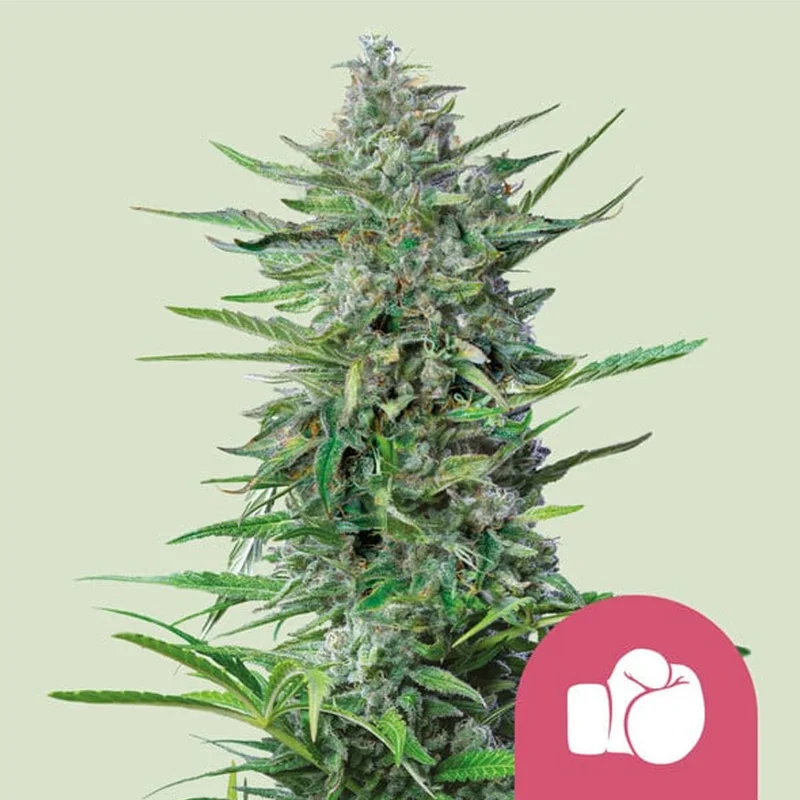saltonverde2793987