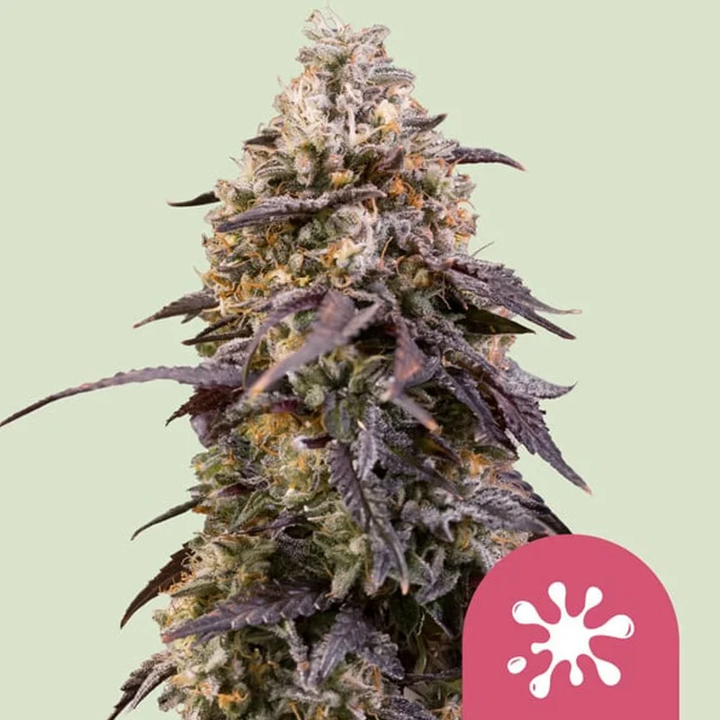 saltonverde2794021