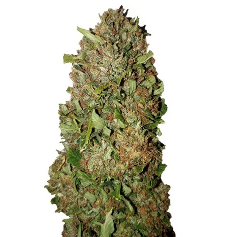 saltonverde2795420