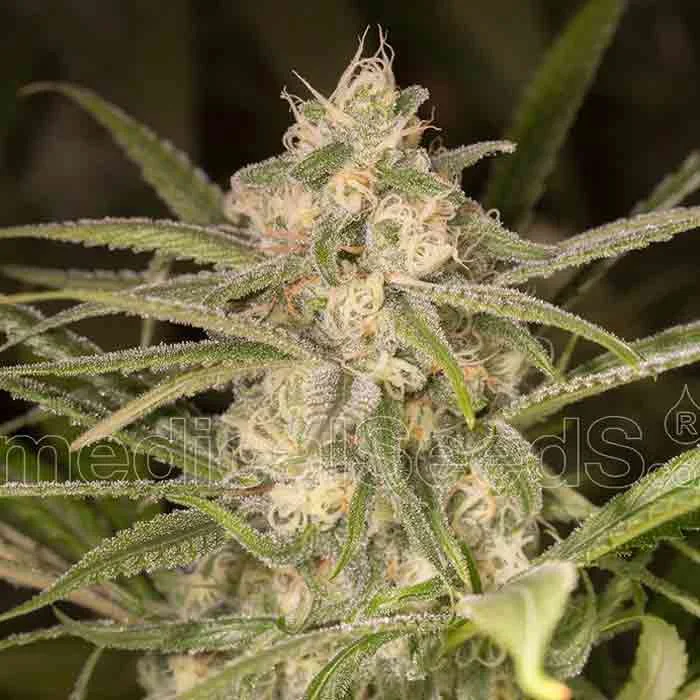 saltonverde2796061