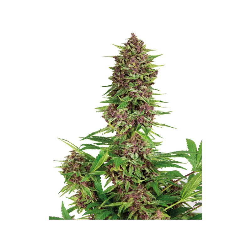 saltonverde2797861