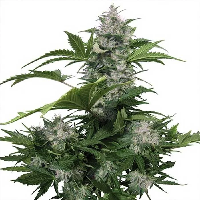 saltonverde2797946