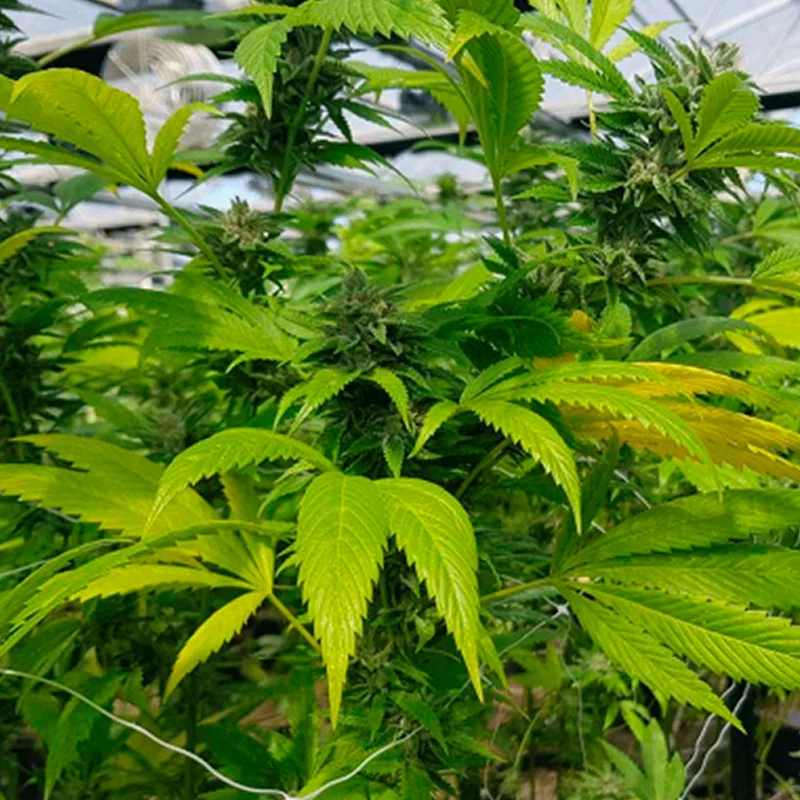 saltonverde2798021
