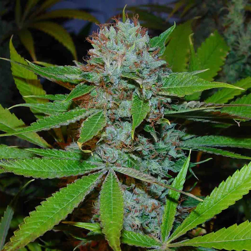 saltonverde2798067