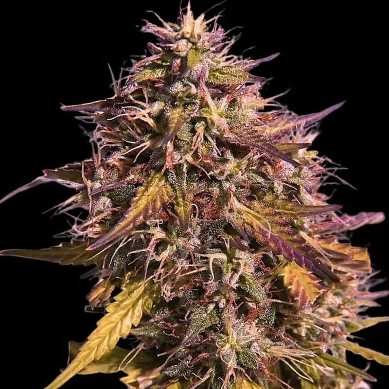 saltonverde2798406