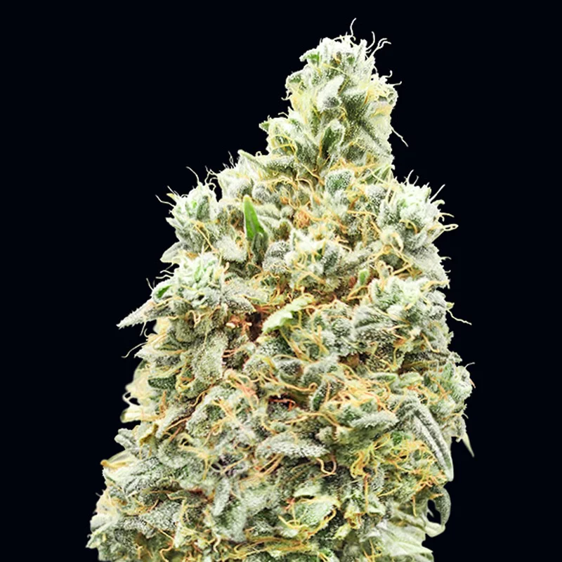 saltonverde2798639