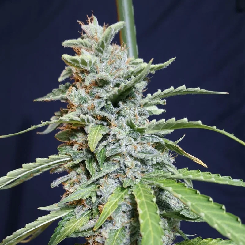 saltonverde2800121