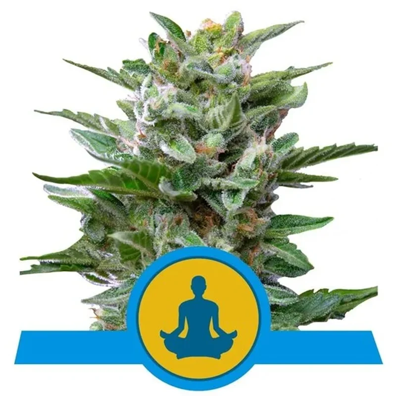 saltonverde2800828