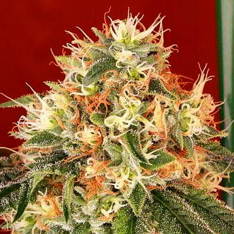 saltonverde2800986