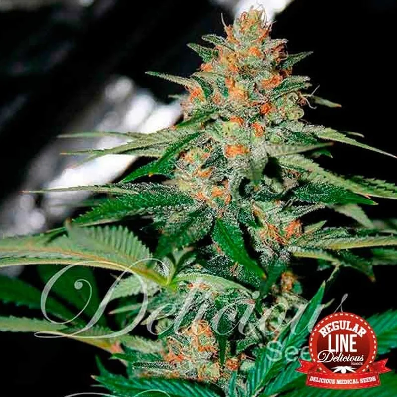 saltonverde2803824