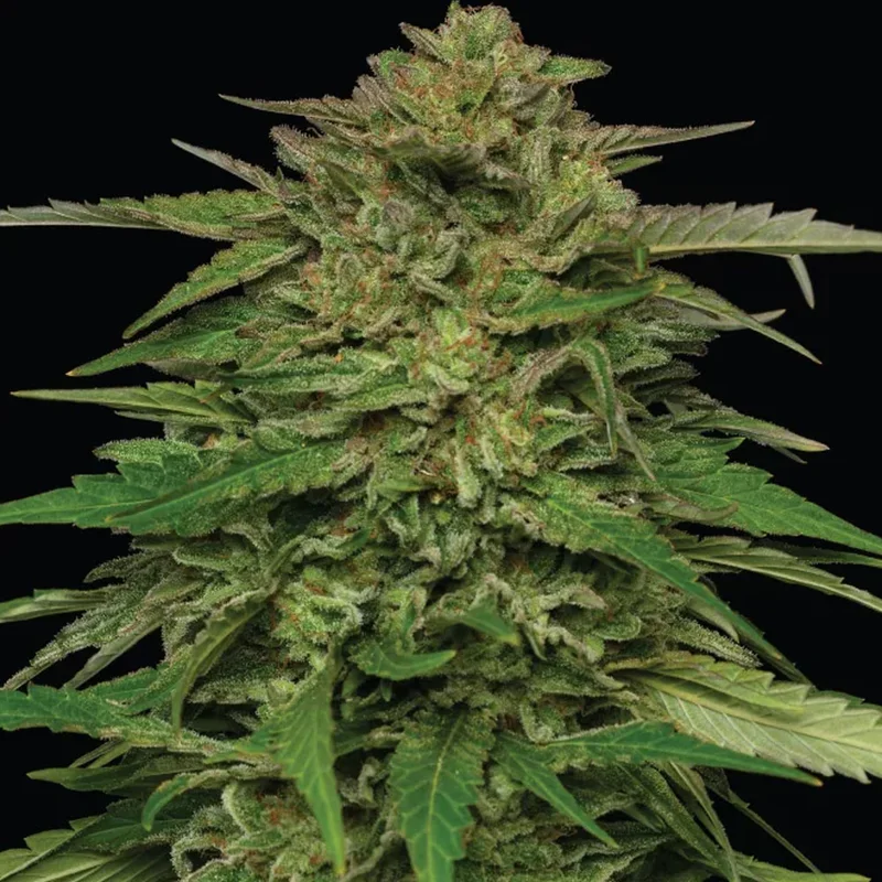 saltonverde2804562