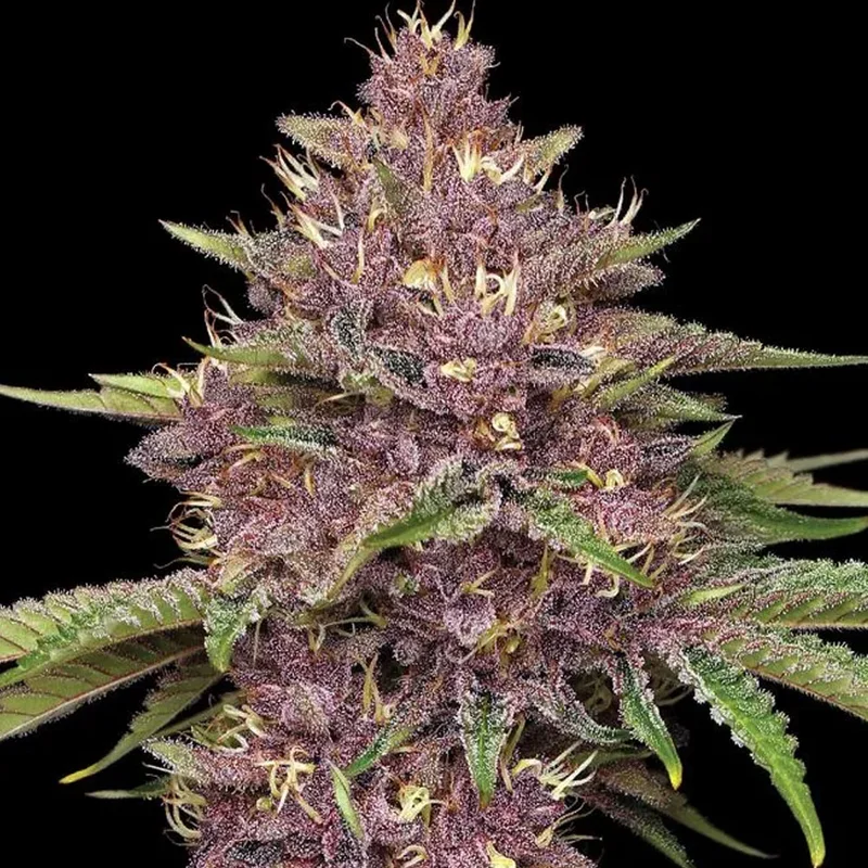 saltonverde2804925