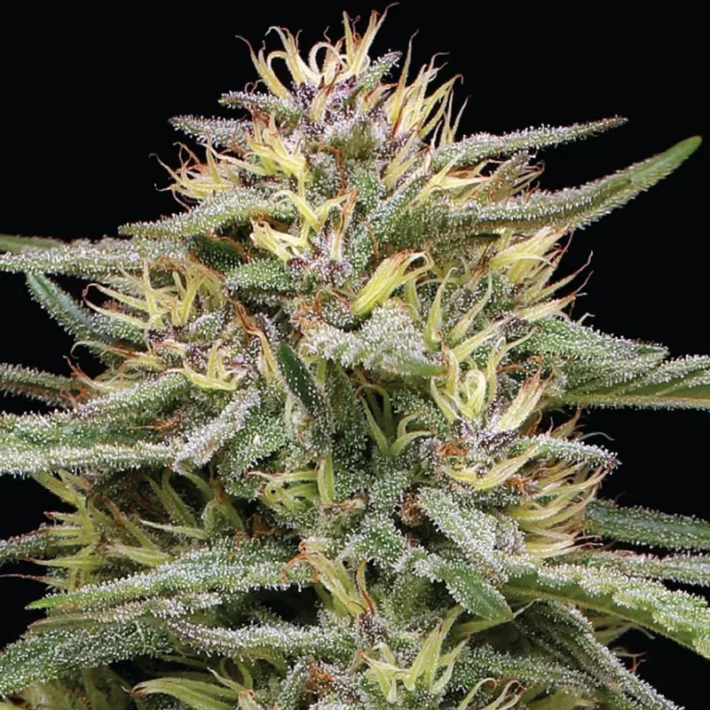 saltonverde2805791