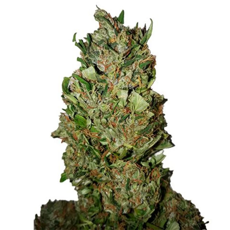 saltonverde2805968
