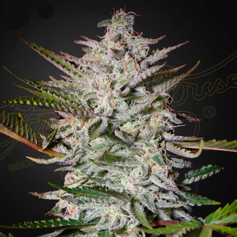saltonverde2805985