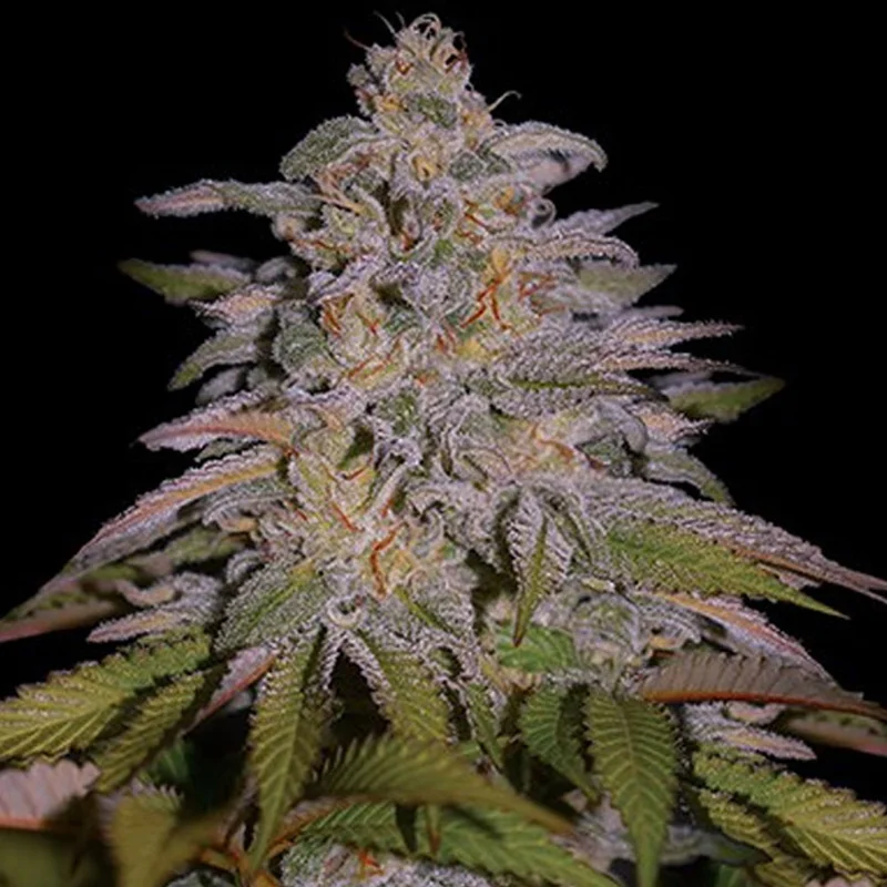 saltonverde2806380