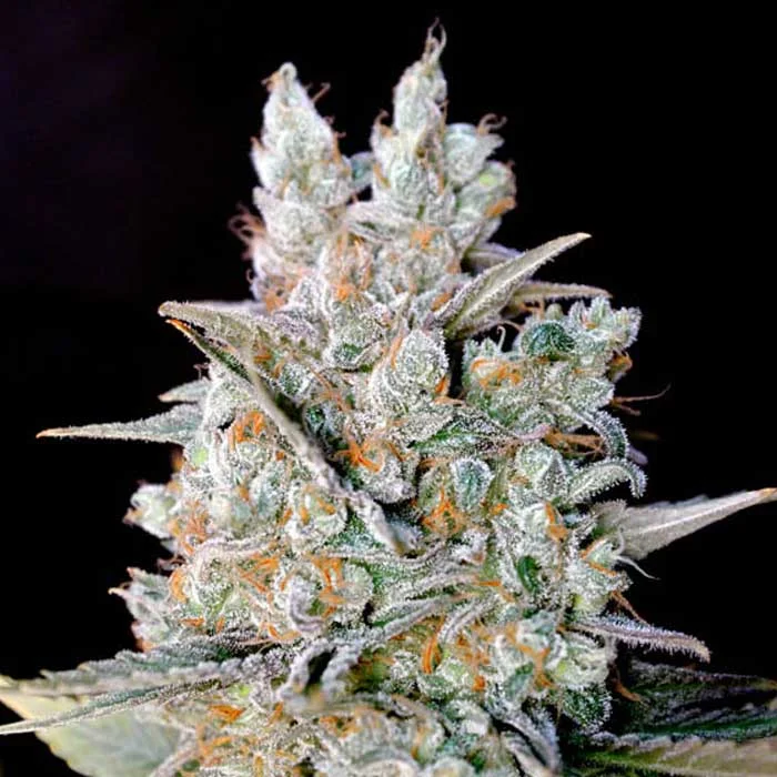 saltonverde2806510
