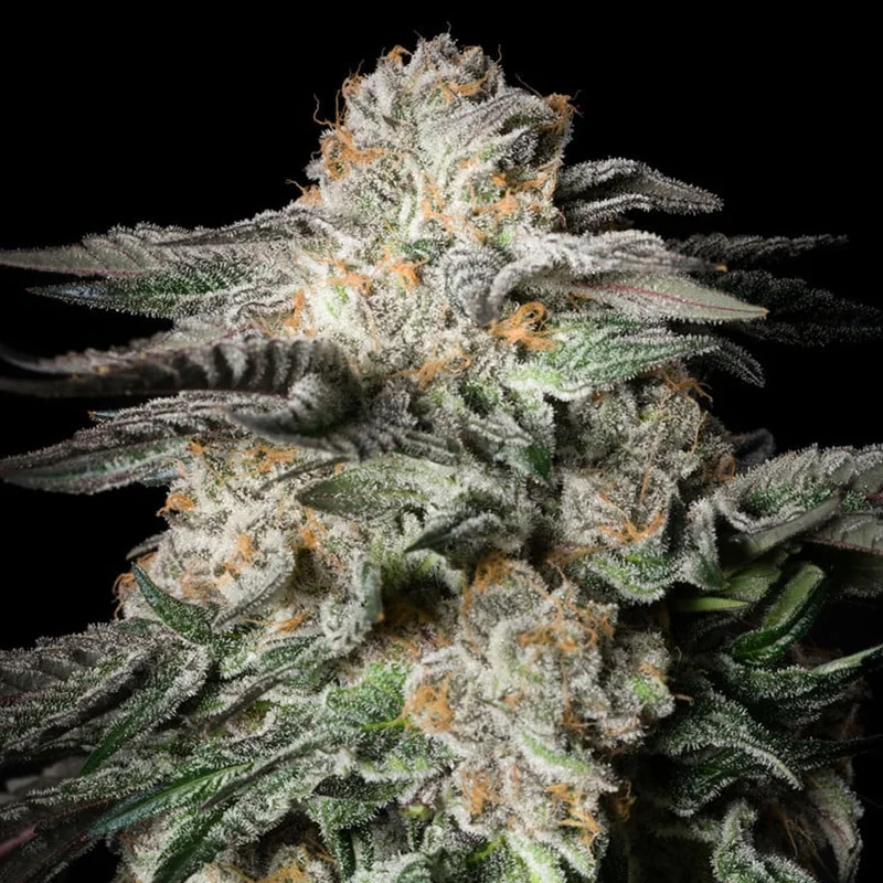 saltonverde2807259