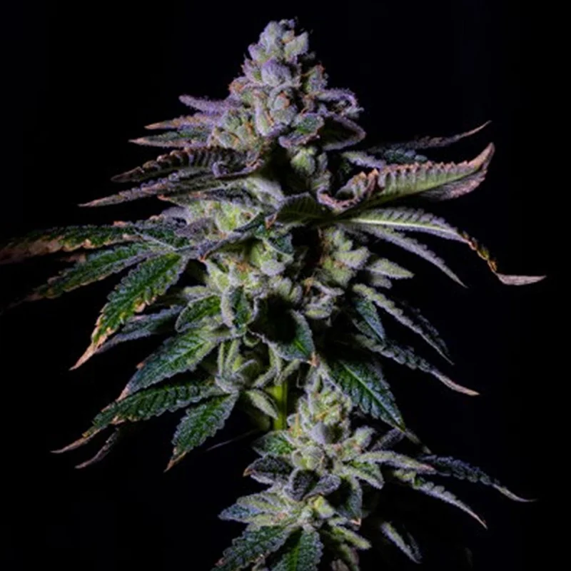 saltonverde2808005