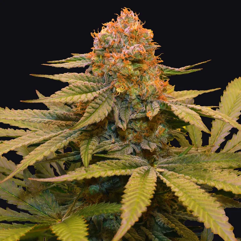 saltonverde2808418