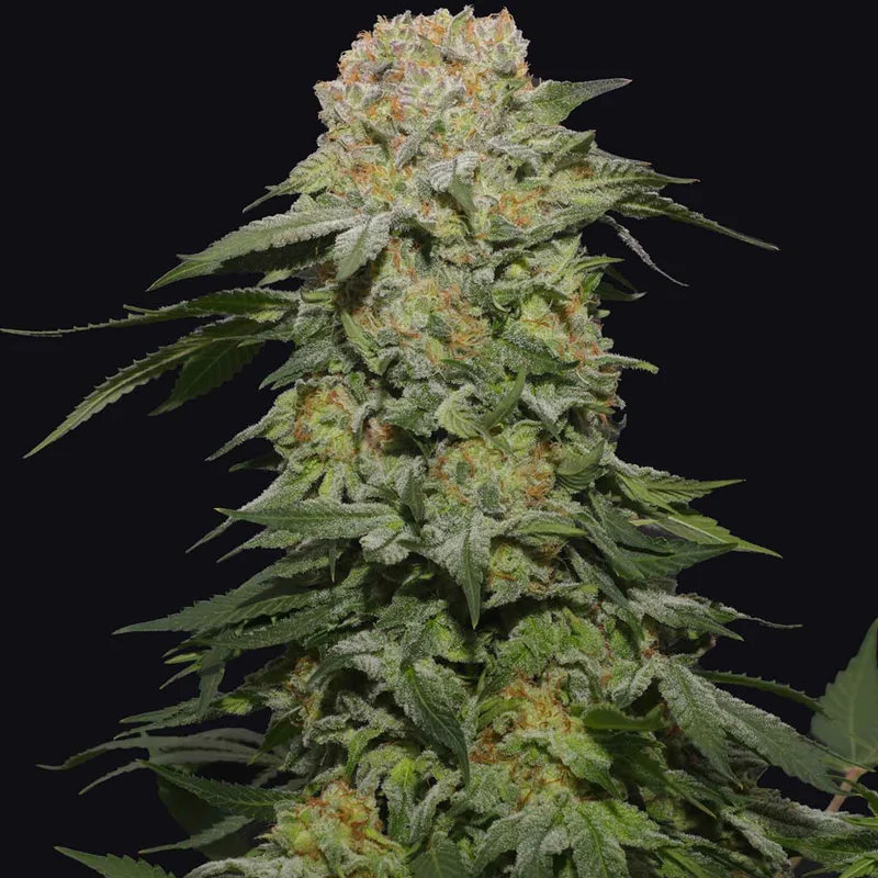 saltonverde2808477
