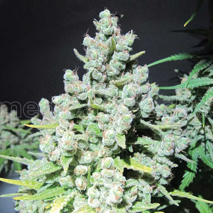 saltonverde2808667