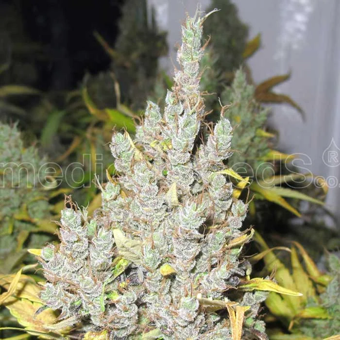 saltonverde2809846