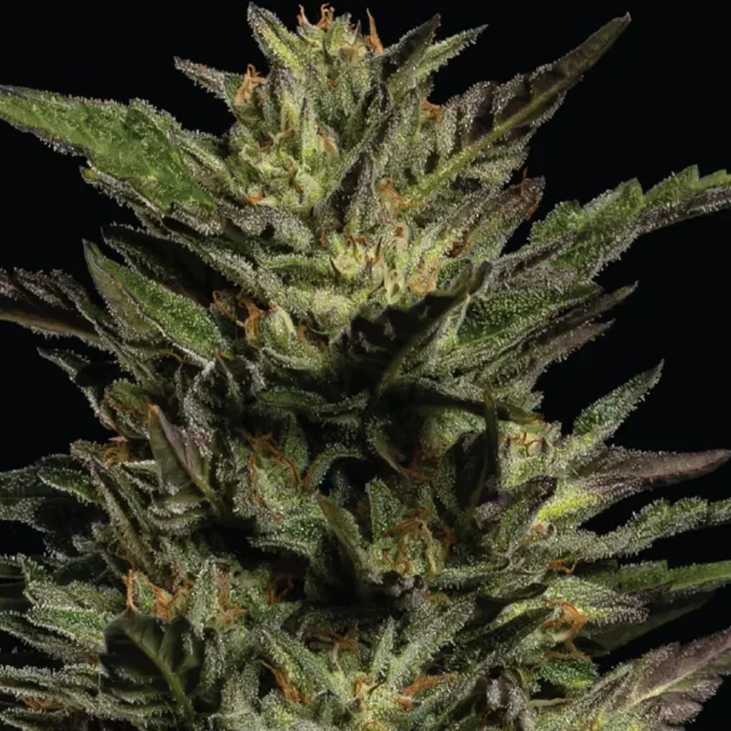 saltonverde2812502