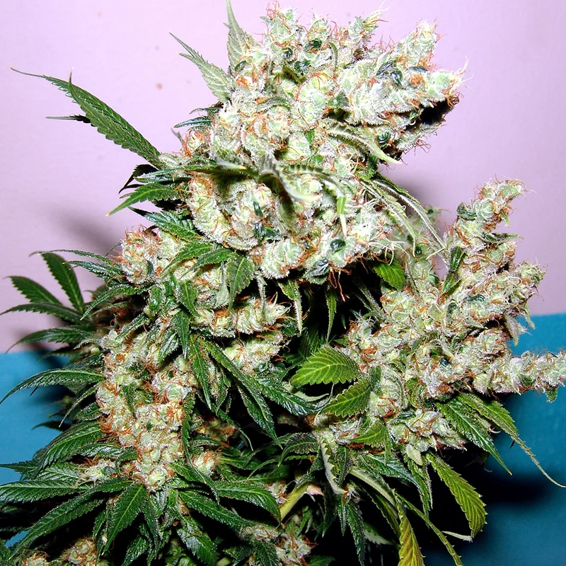 saltonverde2812595