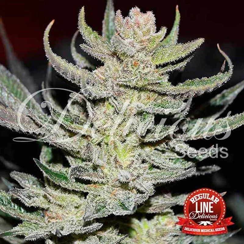 saltonverde2812869