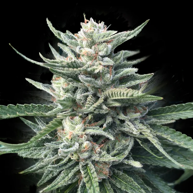 saltonverde2814242