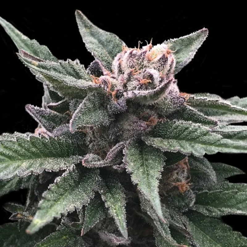 saltonverde2814260