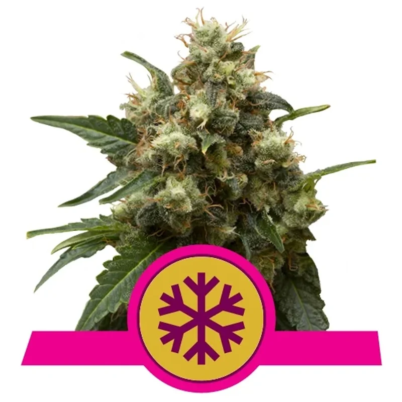 saltonverde2814496