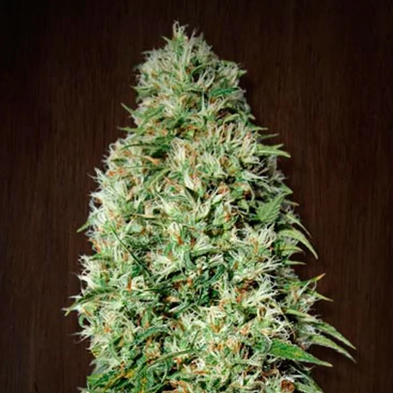 saltonverde2816673