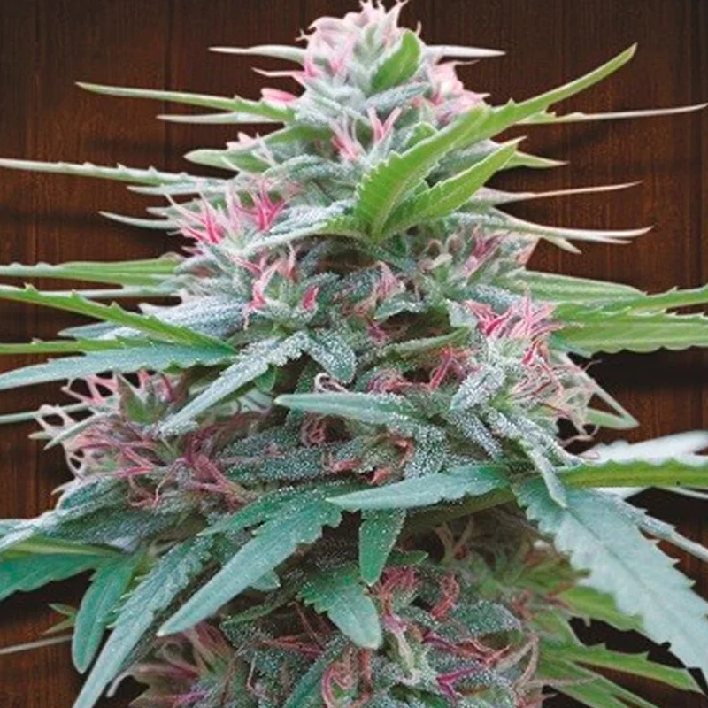saltonverde2816717