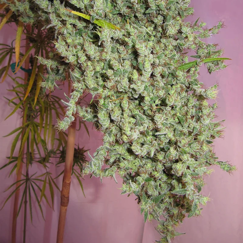 saltonverde2828033