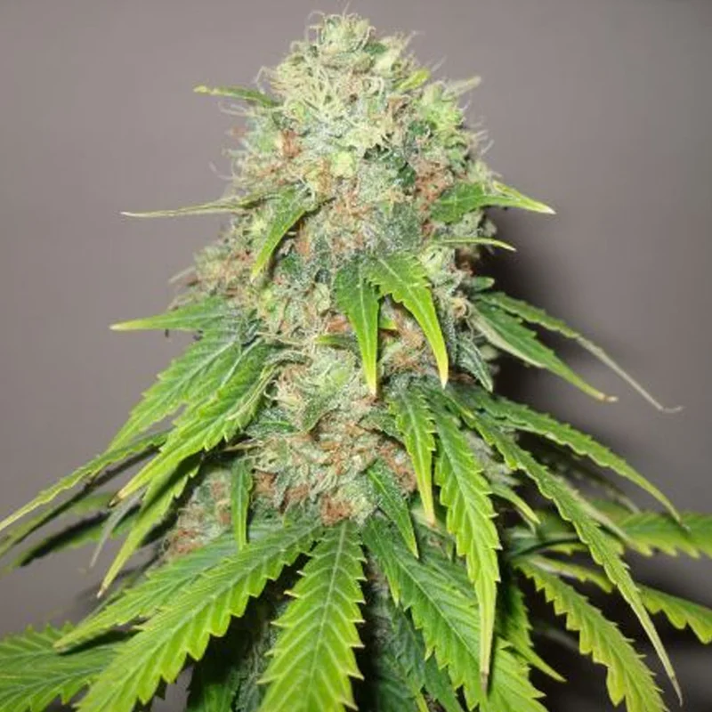 saltonverde2828150