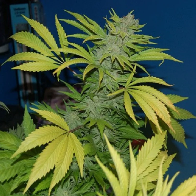 saltonverde2828616